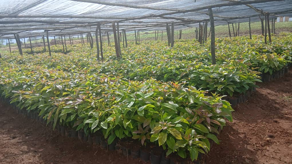 Avocado seedlings nursery